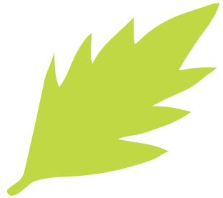 Formas y colores de la naturaleza copia 3