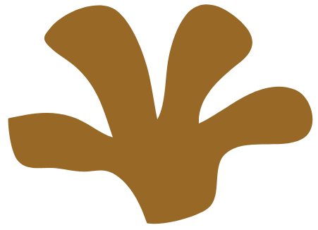 Formas y colores de la naturaleza 